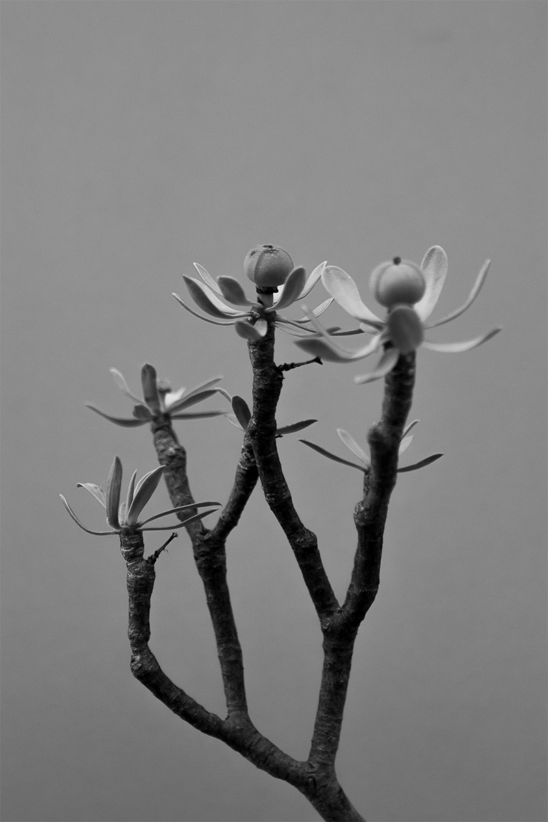 Euphorbia-balsamifera